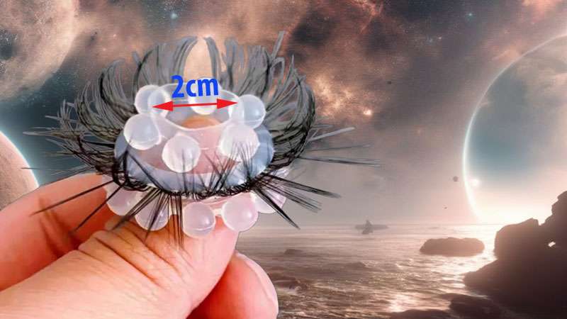 Kích thước vòng đeo dương vật silicon đuôi ngựa